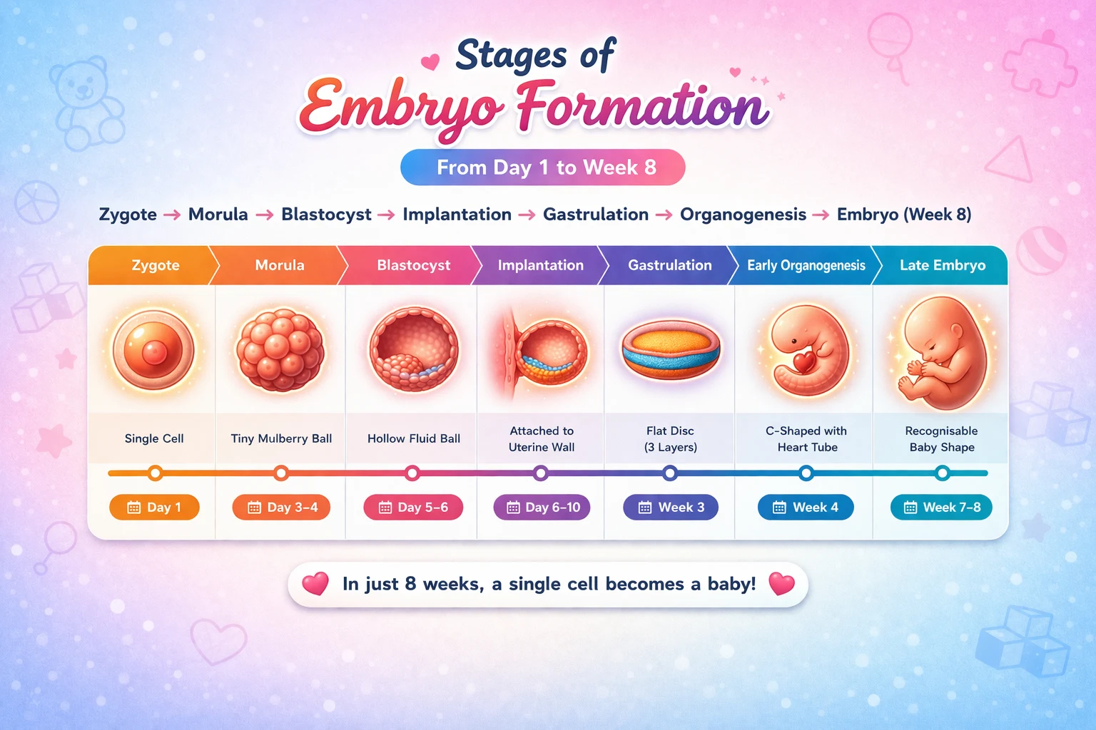 embryo formation diagram showing stages from zygote morula blastocyst implantation to embryo week 8