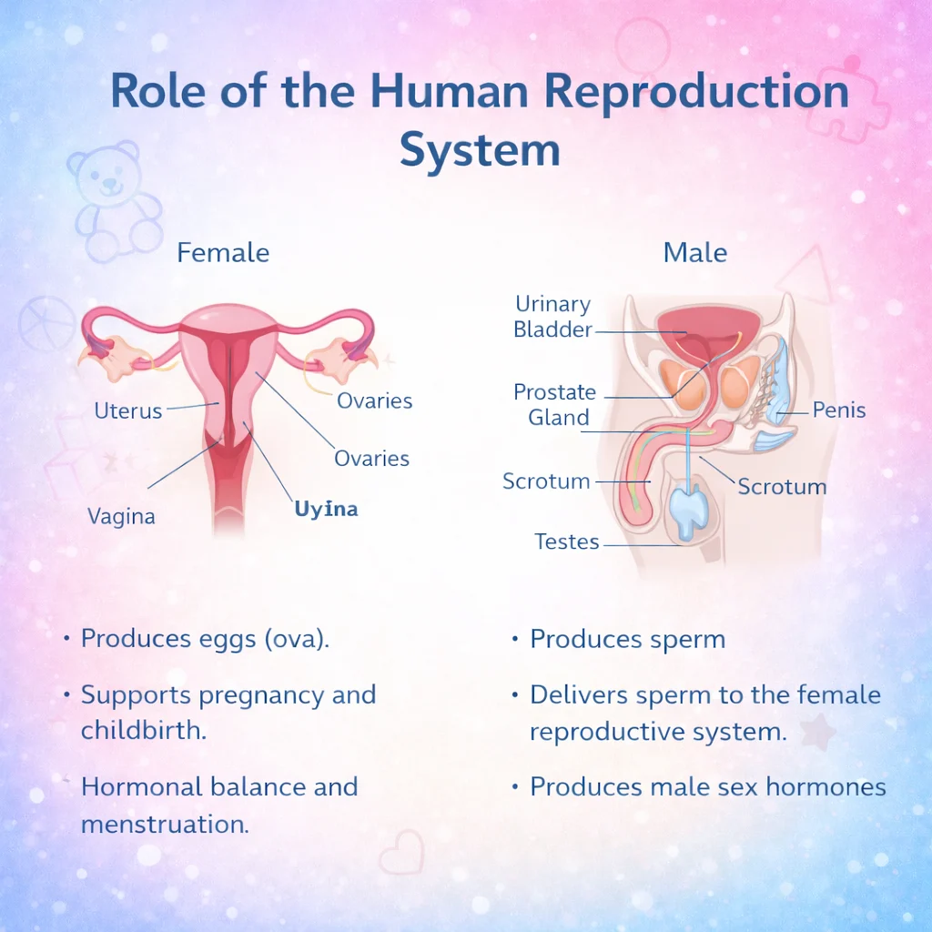 Diagram showing the role of the human reproduction system with labeled male and female reproductive organs.