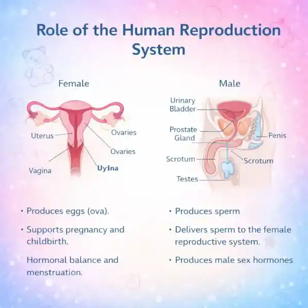 Human Fertilization