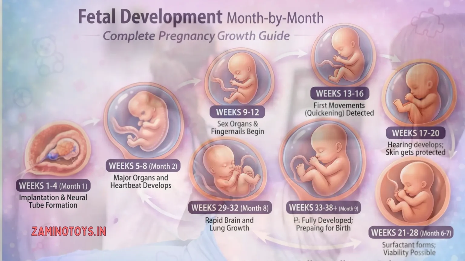 Fetal development month by month chart illustrating pregnancy growth stages and milestone timeline inside the womb