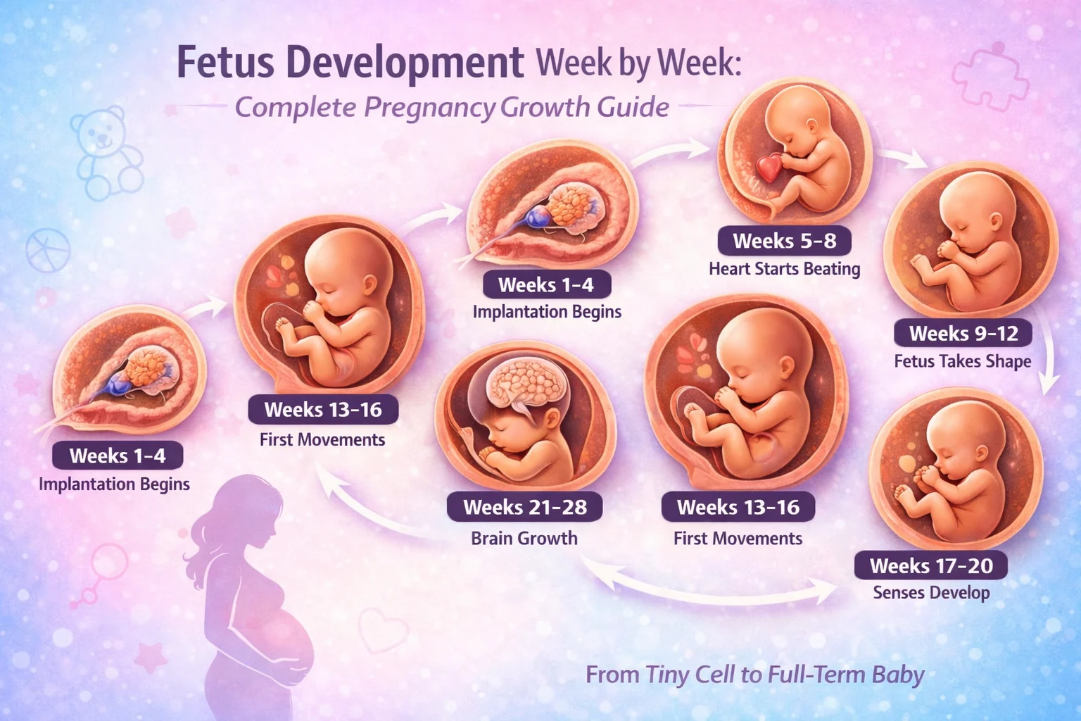 Fetus development week by week stages showing baby growth from weeks 1 to 40 in pregnancy